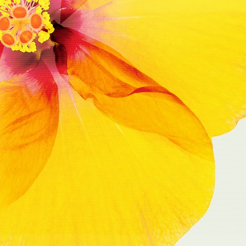  MitchyArt 히비스커스 인테리어 그림 꽃 아트 패널 액자 포함 32*32cm