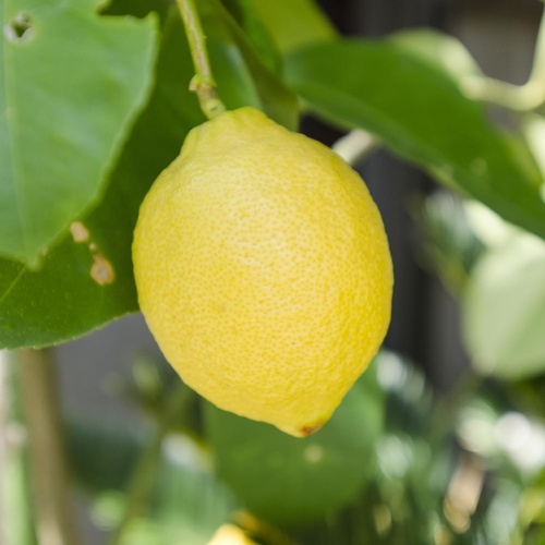  INSCENT 레몬 10ml 인센트 에센셜 오일 