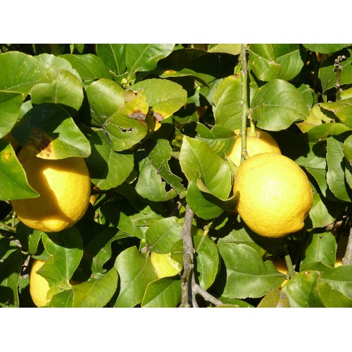  비오카 유기농 레몬 스트레이트 과즙 100% 700ml